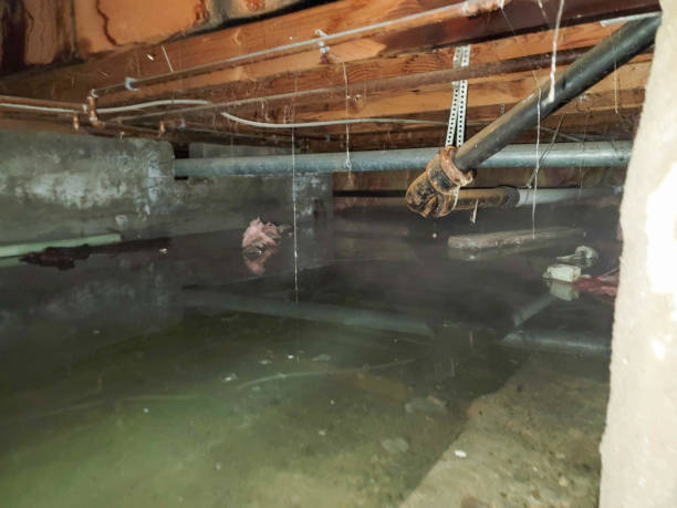 Best Flood damage cleanup  in Montevlo, AL